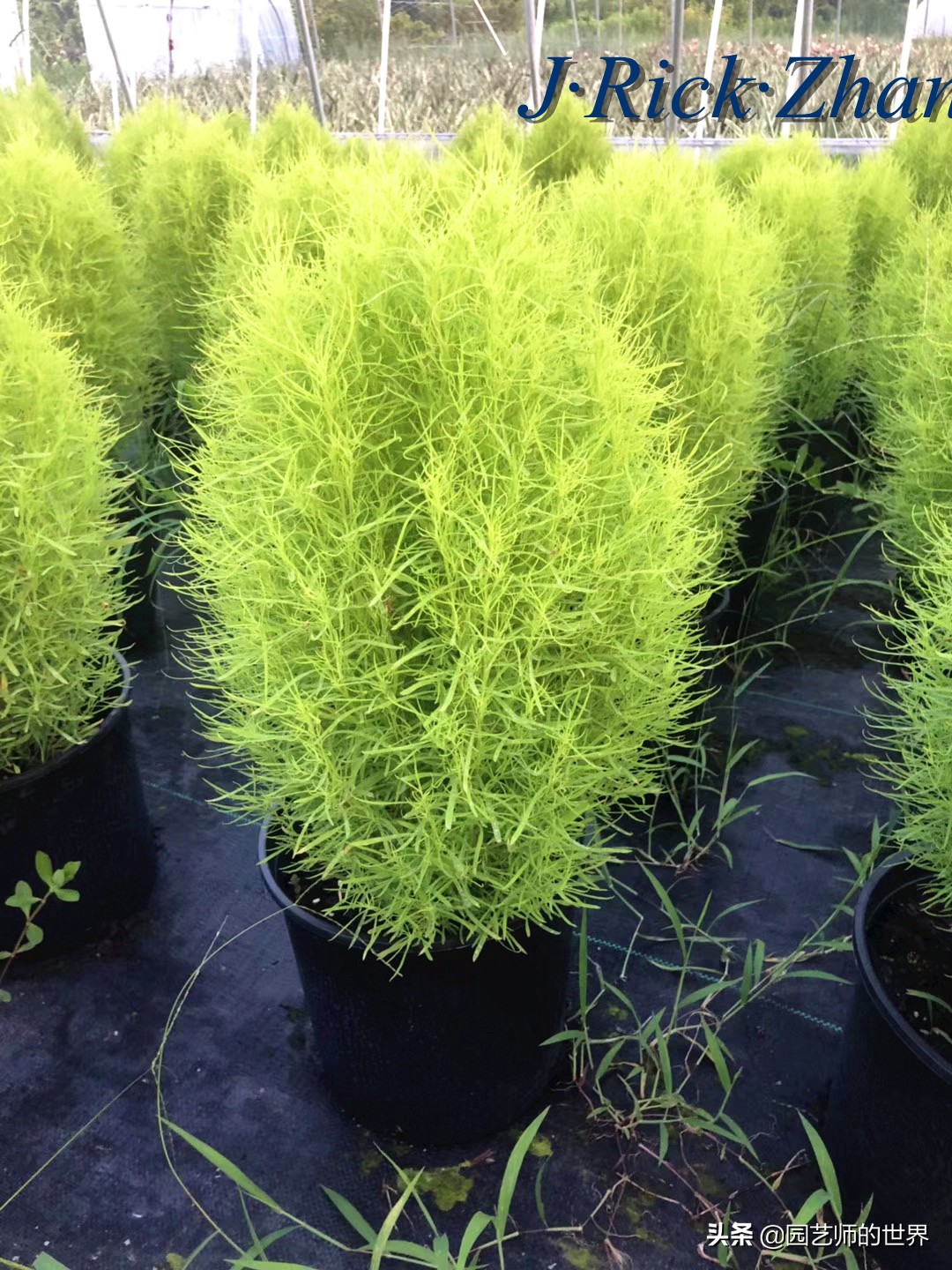 红色地肤草的种植方法,红地肤怎么养