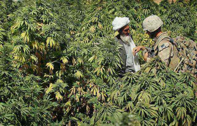 为什么美国媒体说中国是“*麻大**大国”？因为此“*麻大**”非彼*麻大**