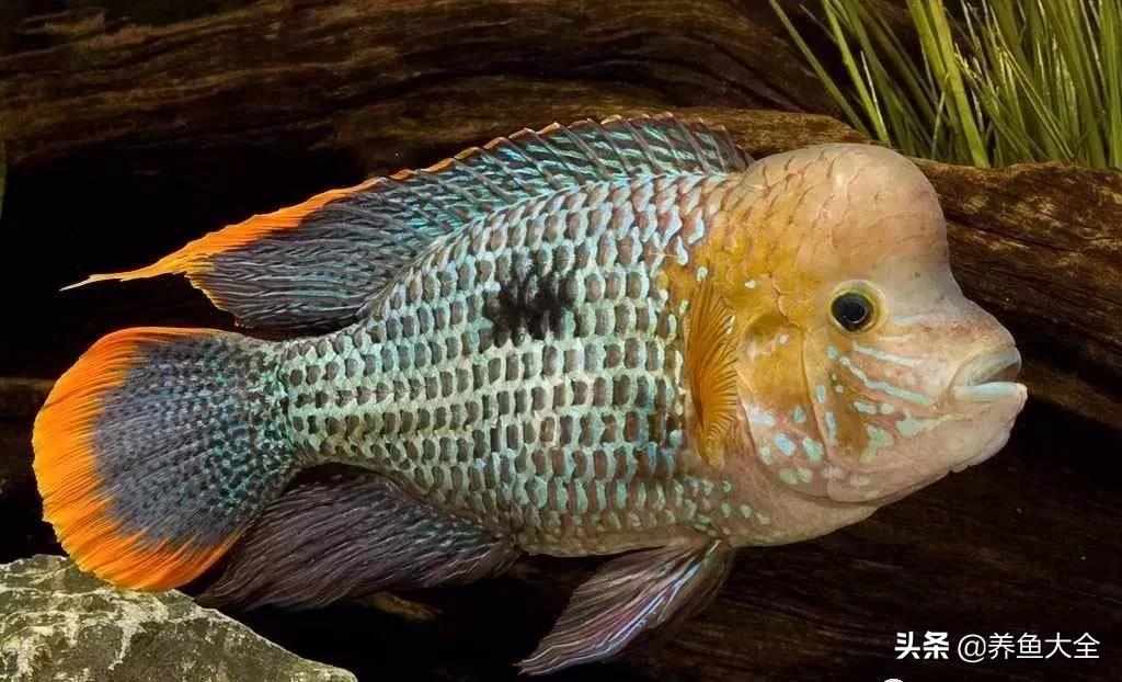 六毛鞭虫用什么药,六毛鞭虫什么样