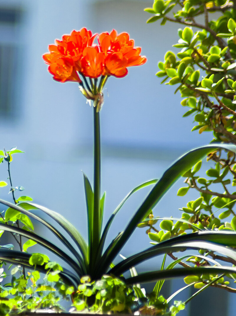 室内光线不好适合种什么,客厅采光不好养什么植物