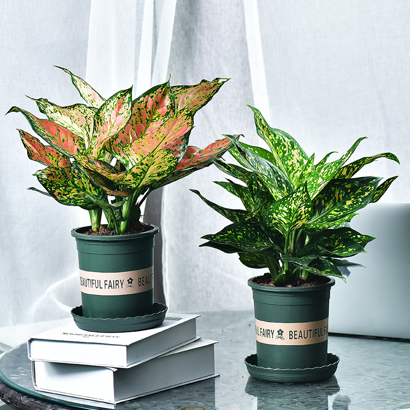 好养的盆栽花卉排名前十,盆栽花比较好养的有哪些