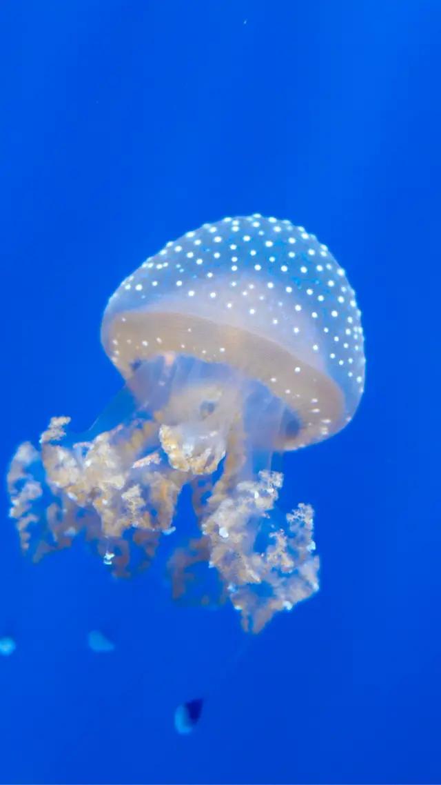 高清海底世界壁纸原生态动态,高清海底世界壁纸4k全屏无水印