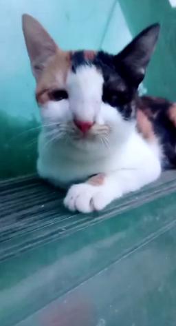 调皮小猫搞偷袭,调皮小猫抓蝴蝶