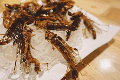 日本昆虫零食贩卖机,日本活体昆虫自助售卖机