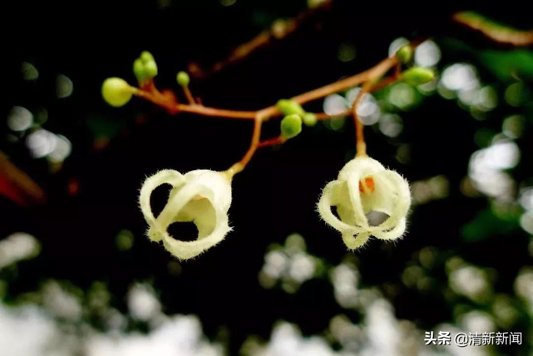 七八月，清西人多了一种“口果”，美味