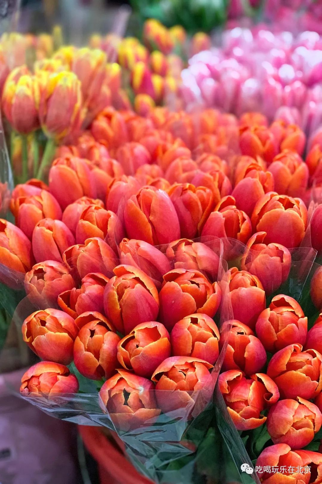 北京花市攻略大全,北京最美赏花景点