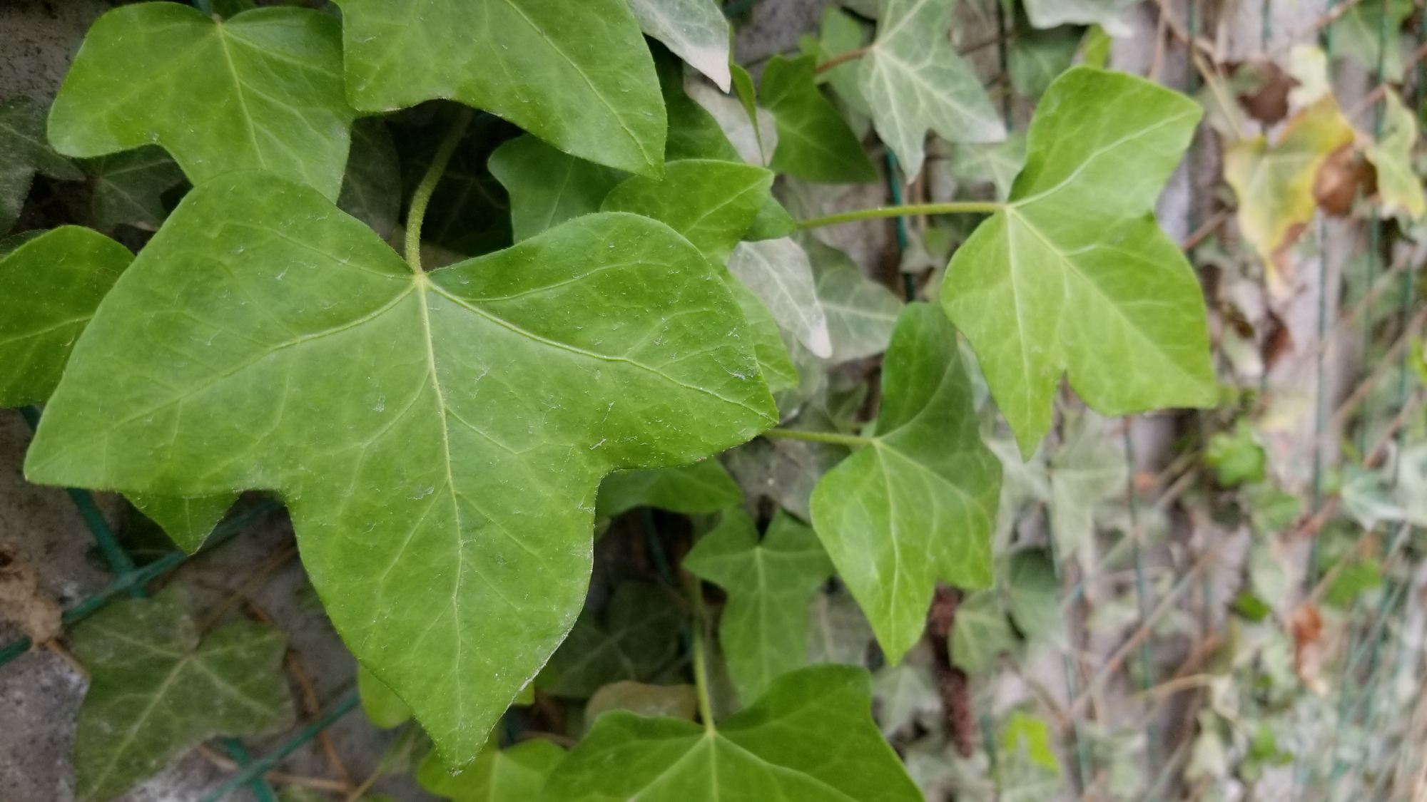 常青藤和常春藤是一种植物吗,常春藤是四季常青植物吗