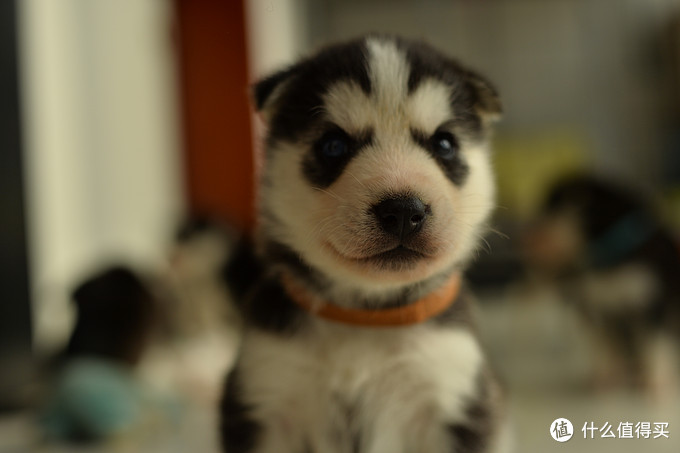 一次创世纪的生活体验—记哈士奇当妈妈