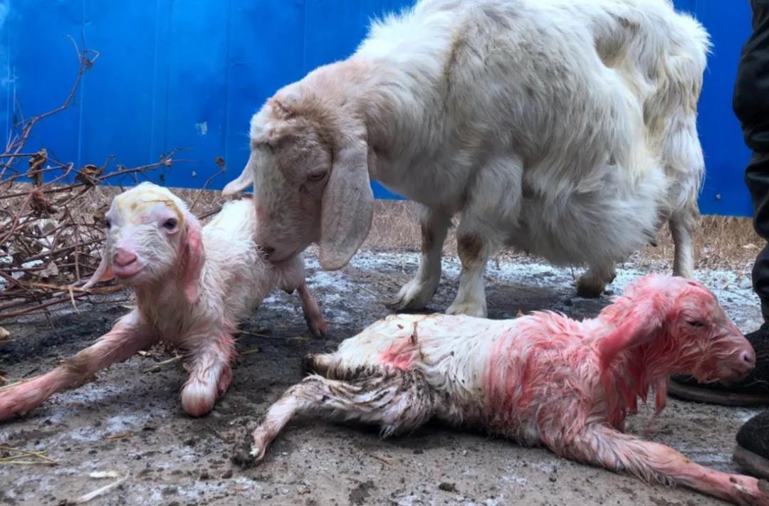 母羊快要生产的症状您了解吗？