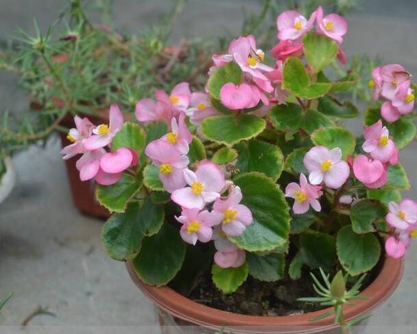 海棠花烂茎如何挽救，教你3个挽救小妙招，让海棠花起死回生