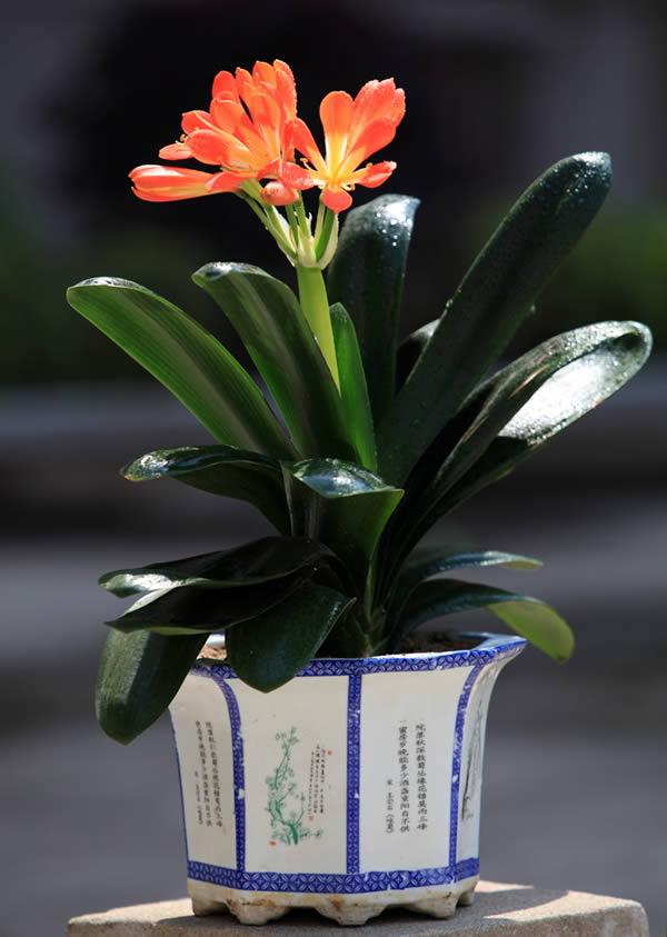 吸甲醛净化空气的绿植有哪些,可以吸甲醛净化空气的绿植