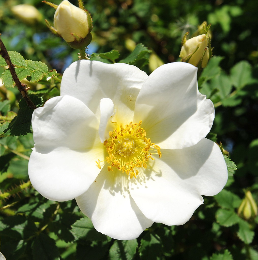 绿山墙的安妮内容概括英文,绿山墙的安妮大概解读