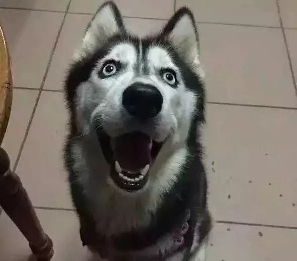 哈士奇跑进派出所,终于知道哈士奇拆家