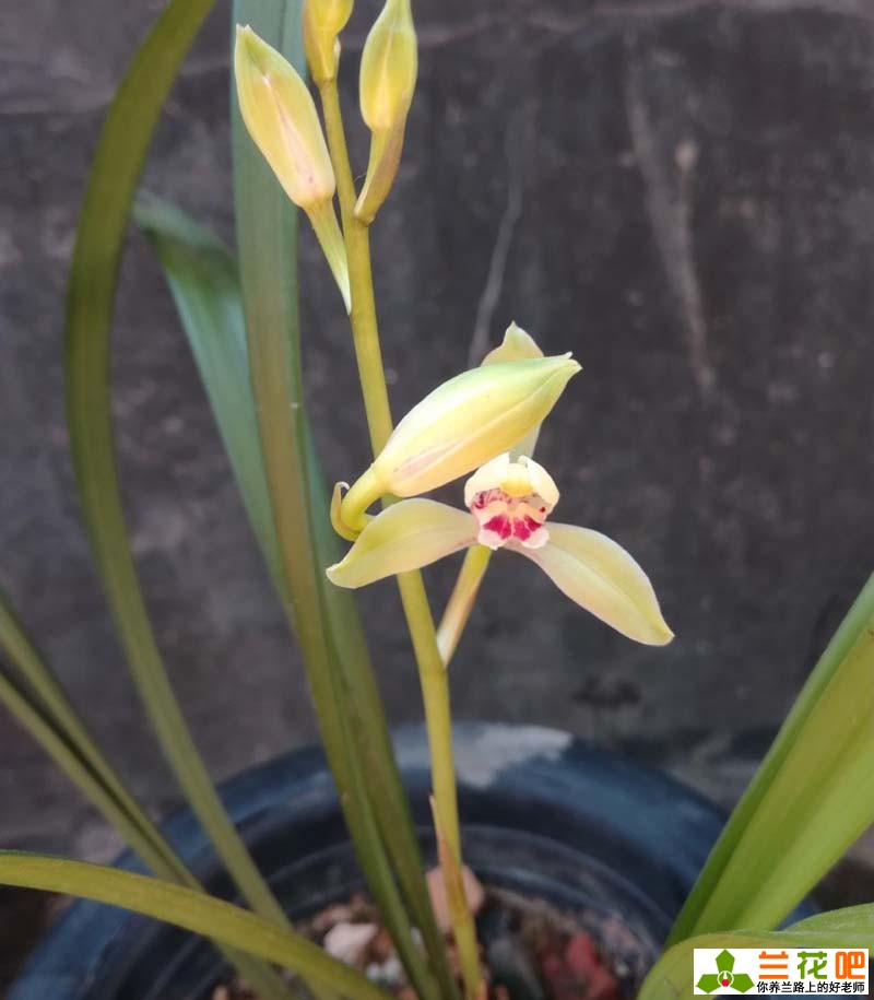 兰花7月份管理,进入5月底兰花的正确养护方法