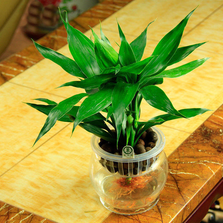 水培富贵竹子烂根,水培富贵竹叶子有点黄怎么办