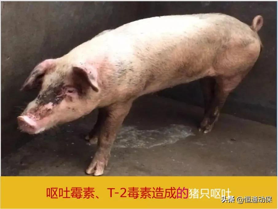 猪场霉菌毒素测定,猪场预防霉菌毒素小妙招