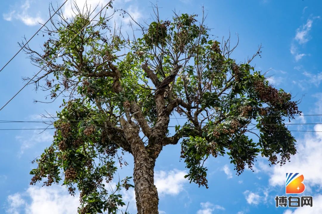 活久见！快成精了？博白发现明朝古树，至今600多年