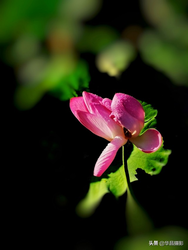 北京禧园：秋日荷花婀娜多姿惹人醉