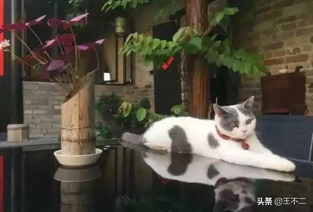 远赴人间盛宴谈笑风生不动情,远赴人间惊鸿宴谈笑风生不动情