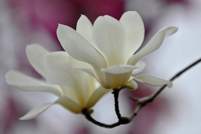 白玉兰花洁白如玉,白玉兰花冰肌玉骨