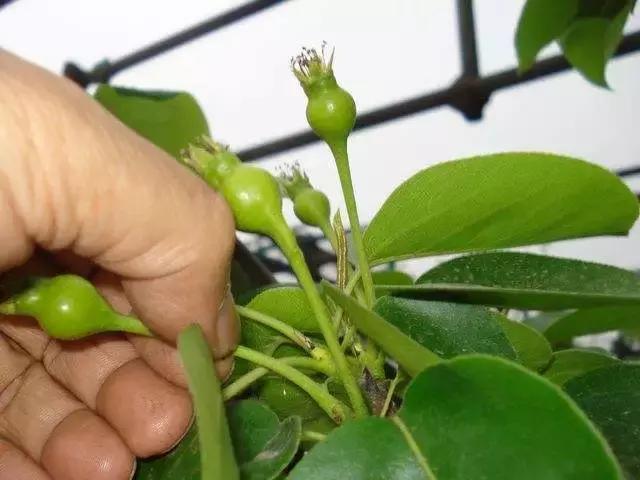 晚秋黄梨怎样才能高产,晚秋黄梨的春季管理方法