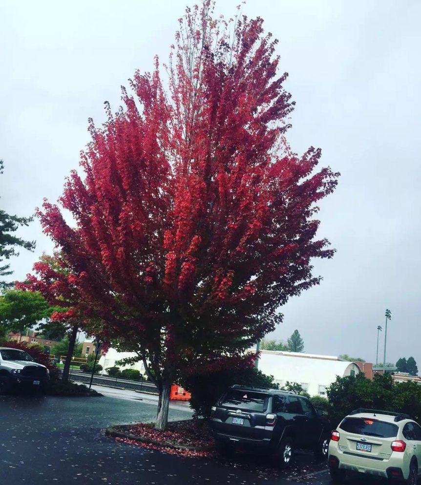 留学生美国做直播卖货,靠一部手机暴富后却休了学,美国人看不懂