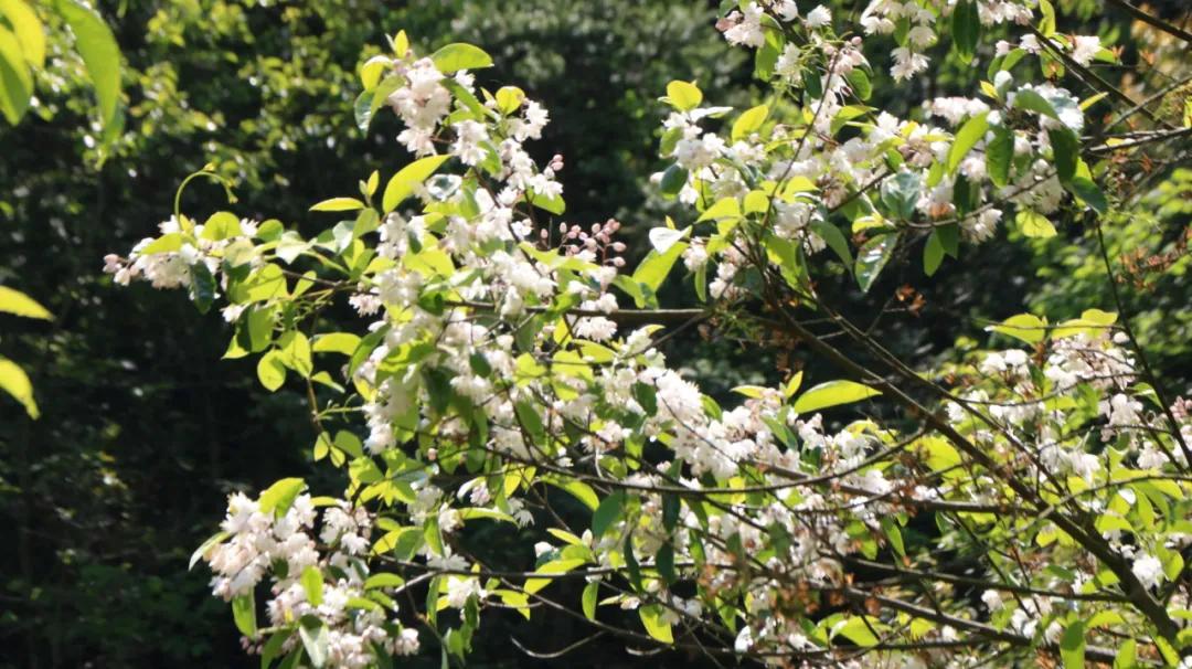 石台仙寓山附近哪里好玩,石台仙寓镇云里居