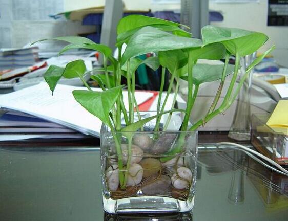 室内水培植物花卉大全,适合水培陶粒的室内花卉