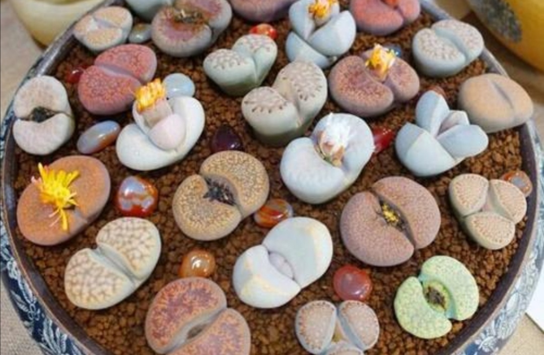 多肉的100个常见品种,10种公认的多肉