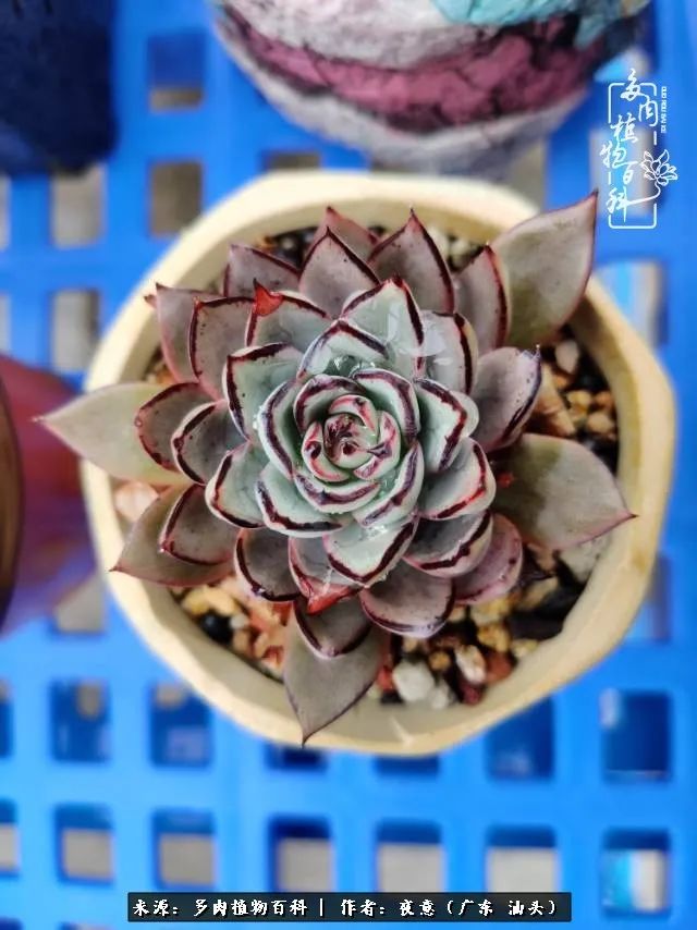 广东春天多肉图片大全,这个季节的多肉状态是最美的