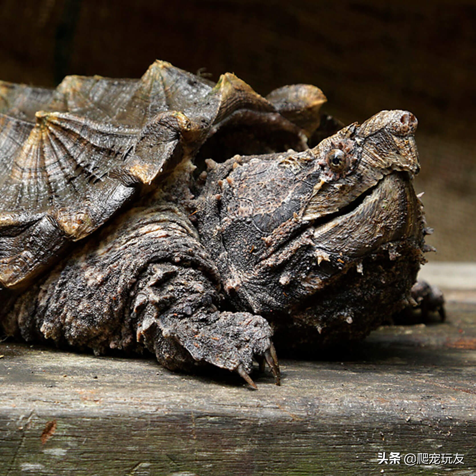 智勇双全的动物是什么生肖,大鳄龟欣赏