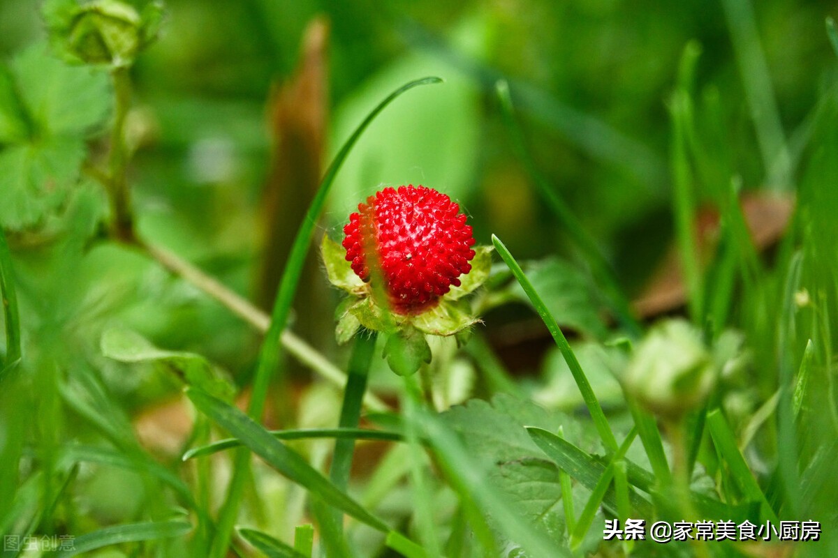 山东农村常见的野果,70年代东北野果
