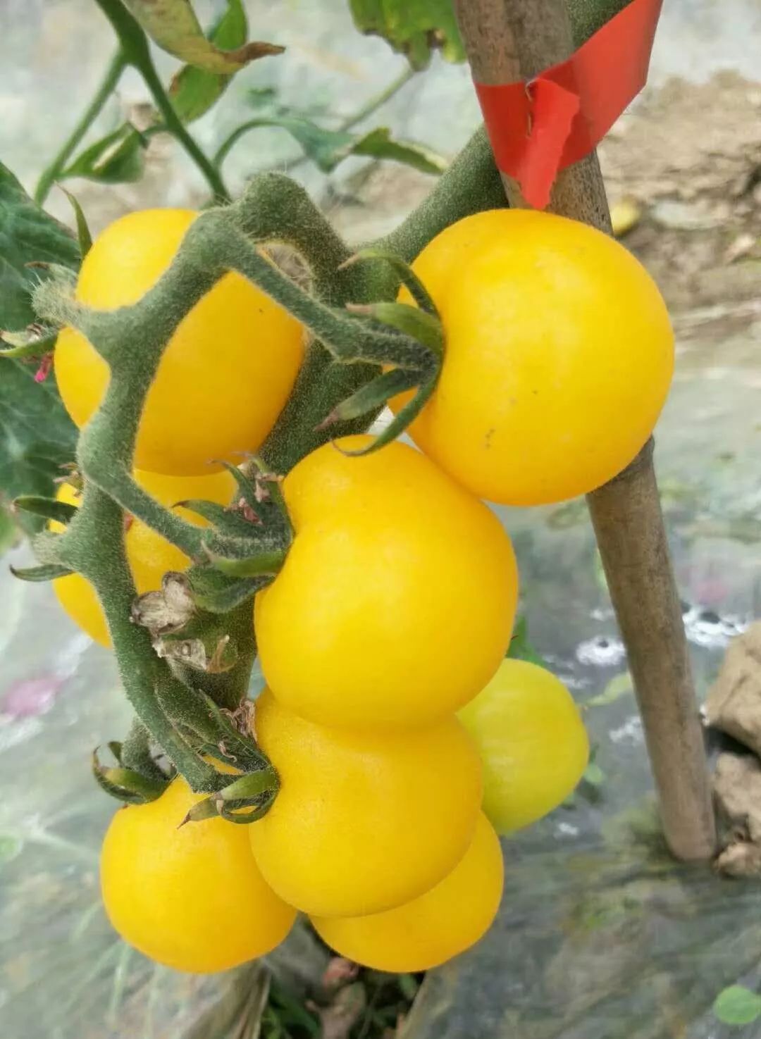 江阴附近生态园葡萄采摘,江阴申港采摘园