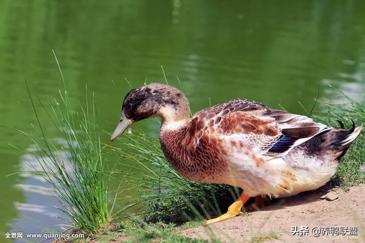 鸭病的防治综合措施有哪些,鸭常见病毒性疾病