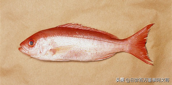 日弥nimi品牌怎么样,日弥深海胶原蛋白成分