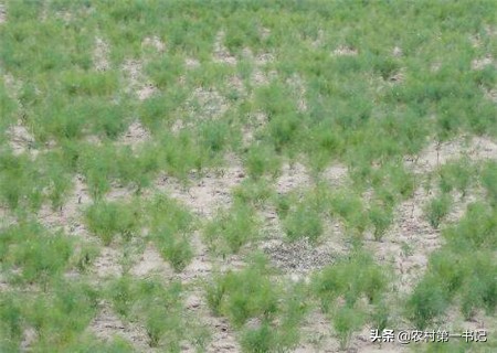 小茴香种子是怎么种植的,怎么种茴香出苗好又快呢视频讲解