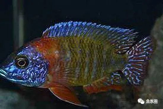 三湖慈鲷马鲷孔雀珍珠系能长多大,三湖慈鲷之孔雀