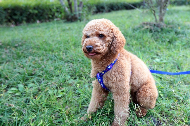 泰迪犬精神不佳,泰迪犬没精神怎么回事