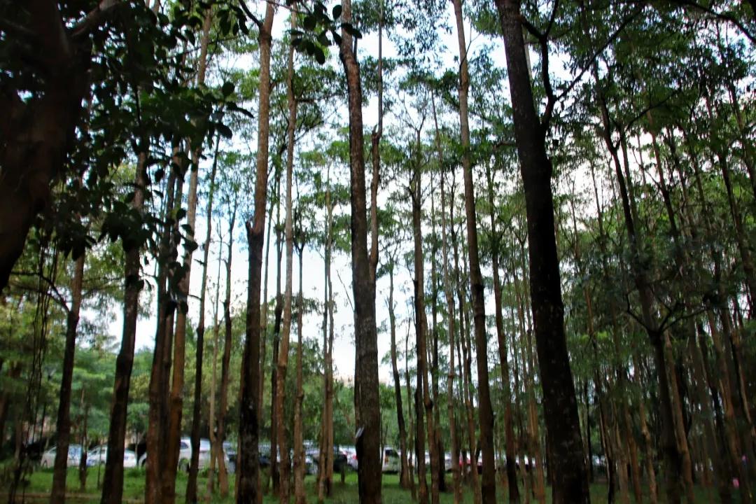 静谧角落香云纱,静谧角落视频