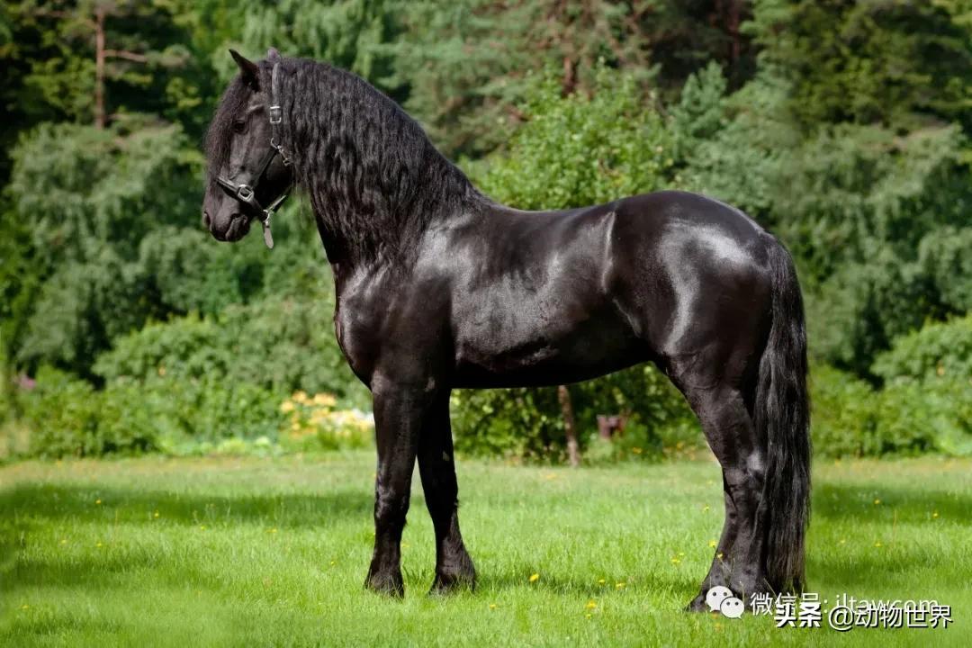 世界最好的十个品种马 (世界上最美丽的10类品种马)