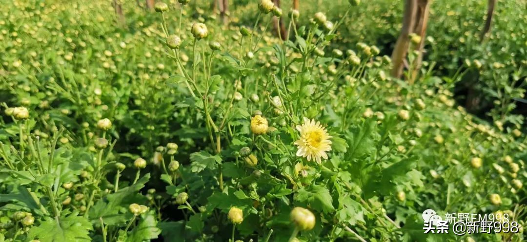 新野杭白菊,杭白菊几月采摘