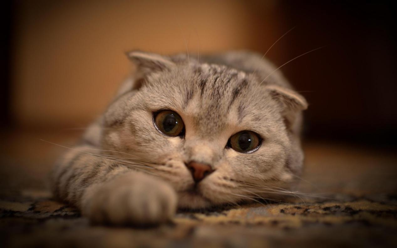 猫咪肠胃炎吃阿莫西林有用吗,猫咪肠胃炎吃什么食物好得快