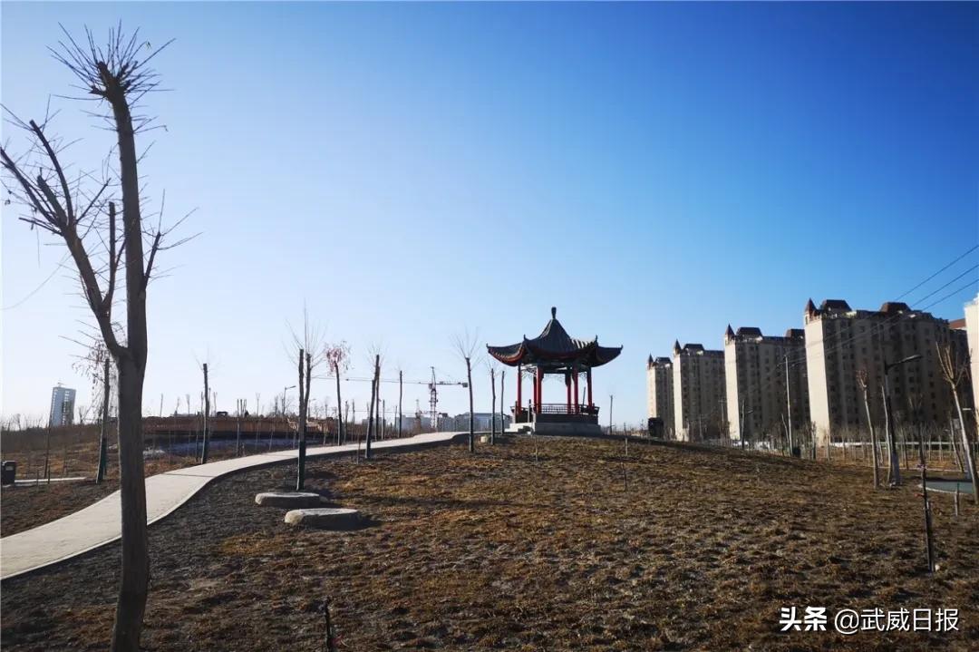 嘘！听说武威有棵树，四个人都抱不住