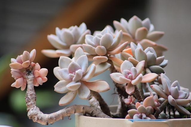 养多肉不打孔,养多肉怎么不招虫子