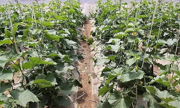 治疗黄瓜蔓枯病特效药,防治黄瓜枯萎病最有效的方法是