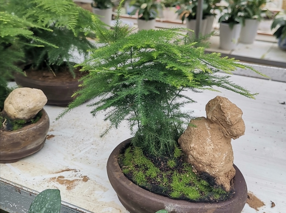 怎样能使文竹翠绿,文竹低矮