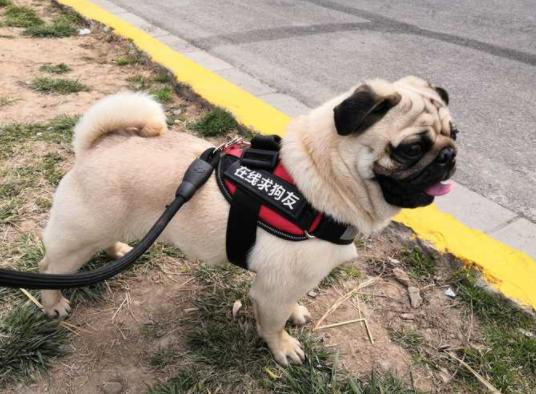 巴哥犬的9大优缺点,巴哥犬优点真不少