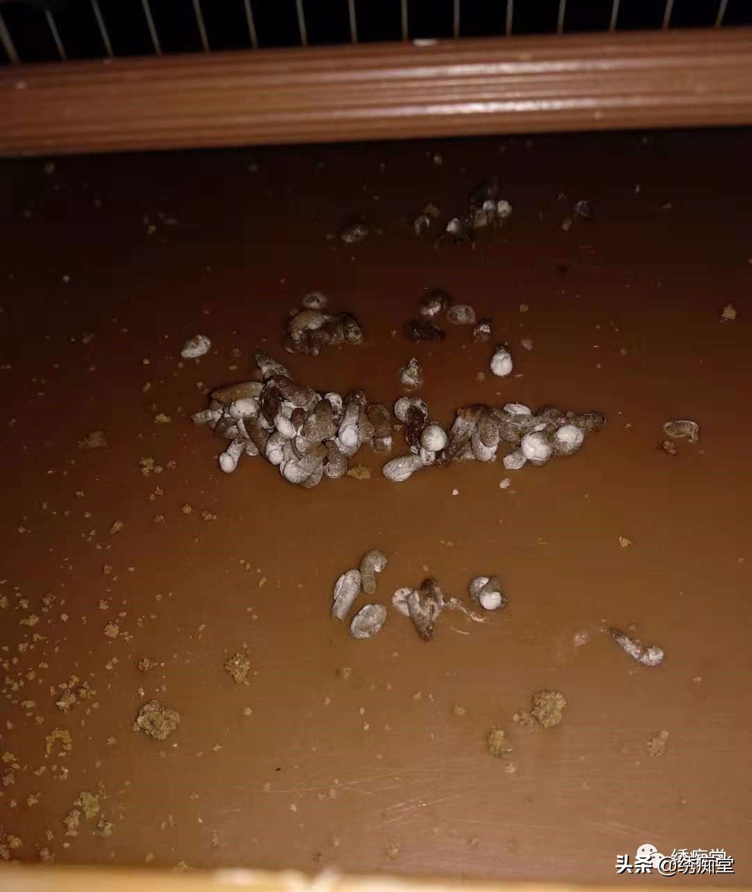 一品绣娘小说阅读,绣痴堂鸟食怎样购买