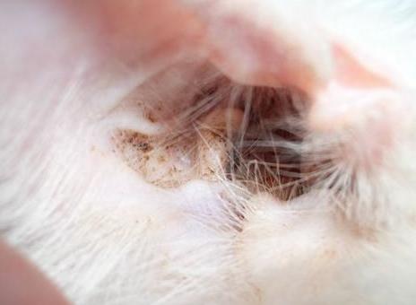 比熊犬总是眼屎多,比熊犬眼泪眼屎多滴什么眼药水