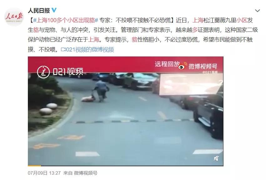 大象还没走,貉又来了!上海100多个小区出现,长得很像小浣熊?